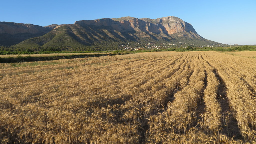 Camps de blat al Baix Montgó